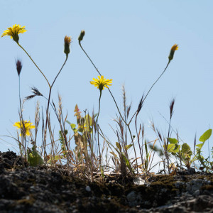 Flower-Power